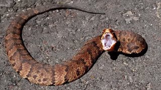 21 Striking Facts About Cottonmouth Snakes [upl. by Noirda]