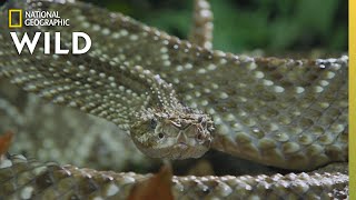 The Cascabel Rattlesnake  Worlds Deadliest Snakes [upl. by Ximenez]