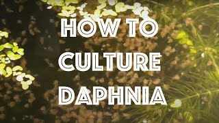 How To Culture Daphnia Magna [upl. by Nikolas217]