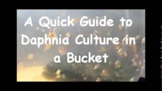 How to culture daphnia outside [upl. by Dellora]