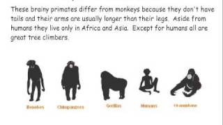 Primate Classification [upl. by Shirleen]