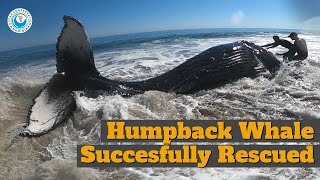 Successful Humpback Whale Rescue [upl. by Resor929]