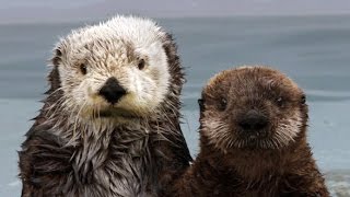 The Fantastic Fur of Sea Otters  Deep Look [upl. by Arema]