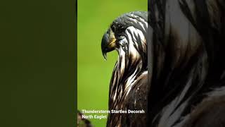 Thunderstorm Startles Decorah North Eaglet [upl. by Nowahs]