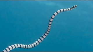 Facts The Sea Snake [upl. by Aerdnu247]