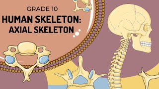 Human Skeleton  AXIAL SKELETON [upl. by Polivy509]