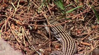 New Mexico Whiptail Lizard [upl. by Llewkcor]