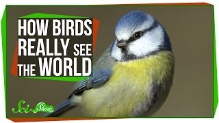 How Birds Really See the World [upl. by Analrahc]