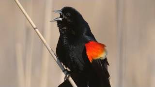 How Nature Works Redwinged Blackbird Display [upl. by Nike981]