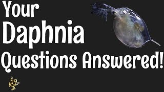 Daphnia Questions Answered [upl. by Cecilia]