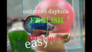 daphnia moina culture Easy way Unlimited production English  with sub Green water Chlorella [upl. by Iggy]