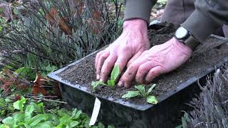 Wild Lettuce Propagation from Volunteers [upl. by Yrelle]