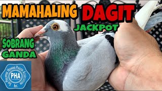 MAMAHALING DAGIT  OFF COLOR  RACING PIGEON  XMAKINA OFFICIAL [upl. by Eimma]