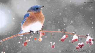 Eastern Bluebird Song [upl. by Steinway]