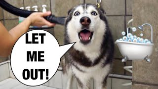 Grooming My Husky Goes Wrong SHE SCREAMS 😱🤣 [upl. by Sumahs]