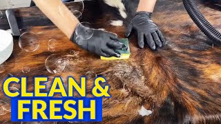 How To Clean A Cowhide Rug  Bonus Urine Removal [upl. by Cykana]