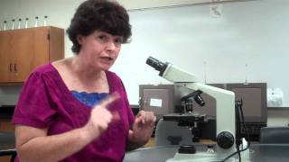 How to use a microscope and oil immersion [upl. by Melise978]