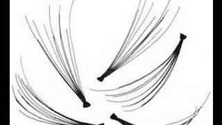 Individual False Eyelashes  How to Apply [upl. by Emearg]