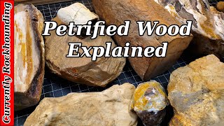 Petrified Wood  What Do You Really Know About It [upl. by Atinrahc]