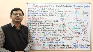 Diabetes Mellitus Part10 Mechanism of Action of Sulfonylurease  Antidiabetic Drugs  Diabetes [upl. by Atazroglam]