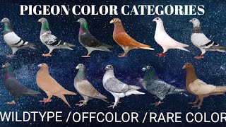 colors of pigeon [upl. by Aihselef]