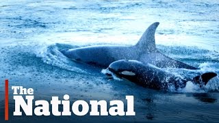 Orca Baby Boom Off Vancouver Island [upl. by Nissie]