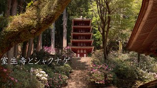 室生寺と石楠花  Muroji Temple and Rhododendron（Nara Japan） [upl. by Elokcin]