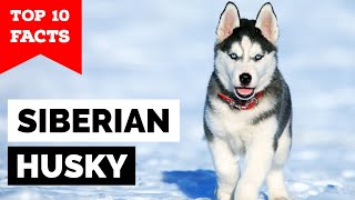 Siberian Husky  Top 10 Facts [upl. by Moazami]