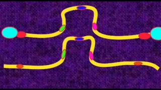 GENETICS 3 CHROMOSOMES PERICENTRIC PARACENTRIC INVERSIONS [upl. by Nanoc579]