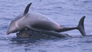 Science Bulletins Whales Give Dolphins a Lift [upl. by Amlus635]