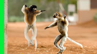 Funny Dancing Sifaka Lemurs of Madagascar  Love Nature [upl. by Asirrak49]