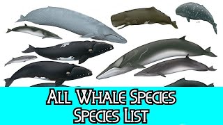 All Whale Species  Species List [upl. by Nosidda]