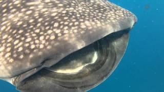 Swimming with Whale Sharks [upl. by Tyre]