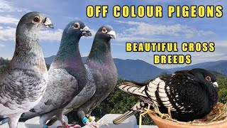 BEAUTIFUL RARE OFF COLOUR PIGEONS [upl. by Chivers]