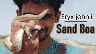 Sand boa Eryx Jhonii DomuhaHarmless snake [upl. by Cassilda]