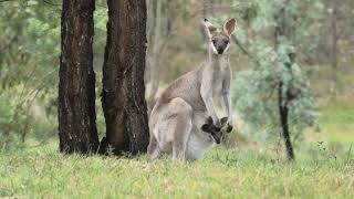 Whiptail Wallaby 3 [upl. by Ettener417]