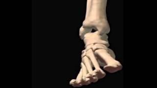 Ankle InversionEversion Animation [upl. by Airdnoed635]