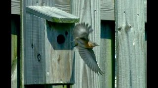 How to build an inexpensive Eastern Bluebird house [upl. by Eilrahc]