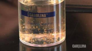 How to Care for Daphnia [upl. by Alemaj9]