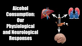 Alcohol Consumption Our Physiological and Neurological Responses [upl. by Ahsoek]