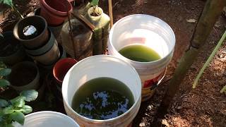 How to grow Green Water Algae [upl. by Biddie]