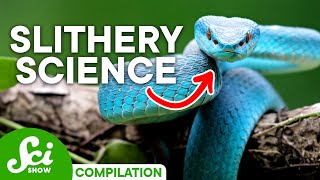 Shocking Facts About Snakes You Should Definitely Know [upl. by Jauch33]