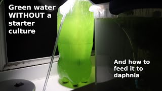 Green Water WITHOUT a Starter Culture  From Scratch  How To [upl. by Milka]