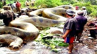 8 Deadliest Amazon River Snakes [upl. by Vasyuta518]