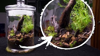 The Native Terrarium 2 YEARS Later [upl. by Farlay]