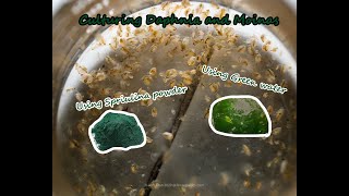 How To Culture Daphnia and Moinas using Green Water Spirulina powder [upl. by Anauq]