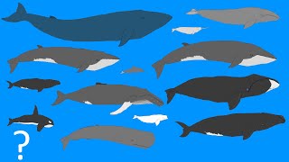 Whales Size Comparison  Animation  Cetacean Whale and Dolphins OLD VERSION [upl. by Isobel]