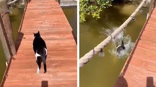 Rescue Cat Falls Off Jetty And Into Water [upl. by Edac]