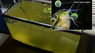 Raising Daphnia for the Freshwater Aquarium [upl. by Acinom16]