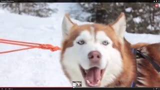 Awesome Talking Huskies Compilation [upl. by Naivatco]